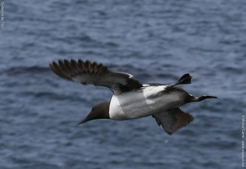 Guillemot de Troïl, Vol