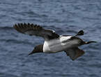 Guillemot de Troïl