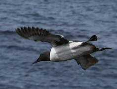 Common Murre