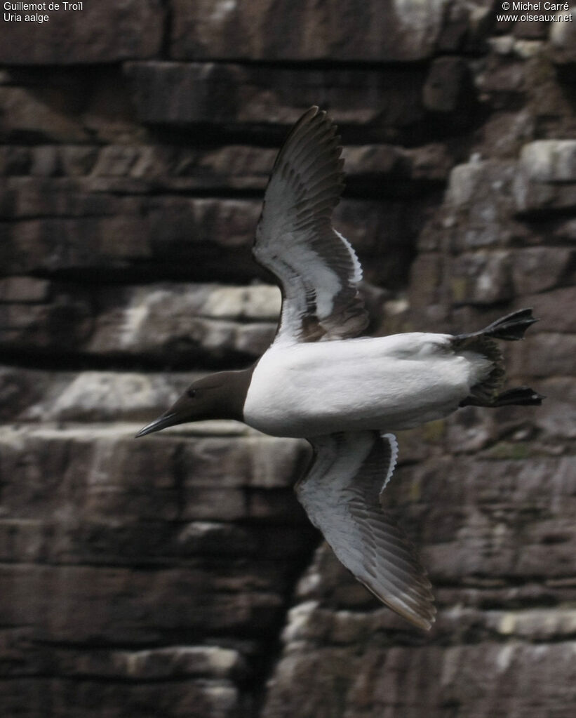 Guillemot de Troïladulte, Vol