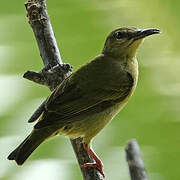 Red-legged Honeycreeper