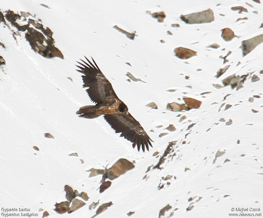 Bearded Vulturesubadult, identification