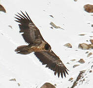 Bearded Vulture