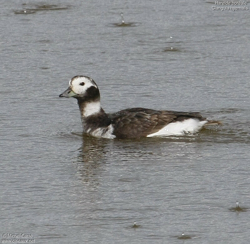 Long-tailed Duck