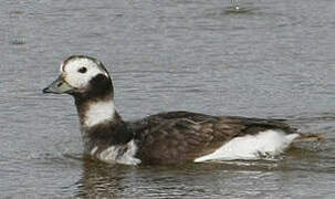 Long-tailed Duck