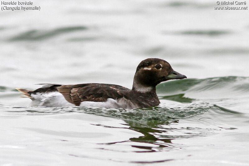 Long-tailed Duck female adult breeding, identification