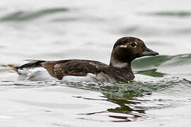 Long-tailed Duck