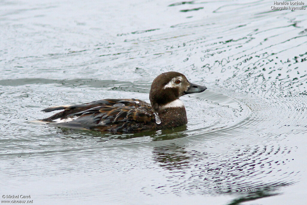 Long-tailed Duck female adult