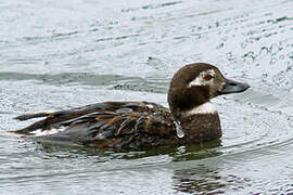 Long-tailed Duck