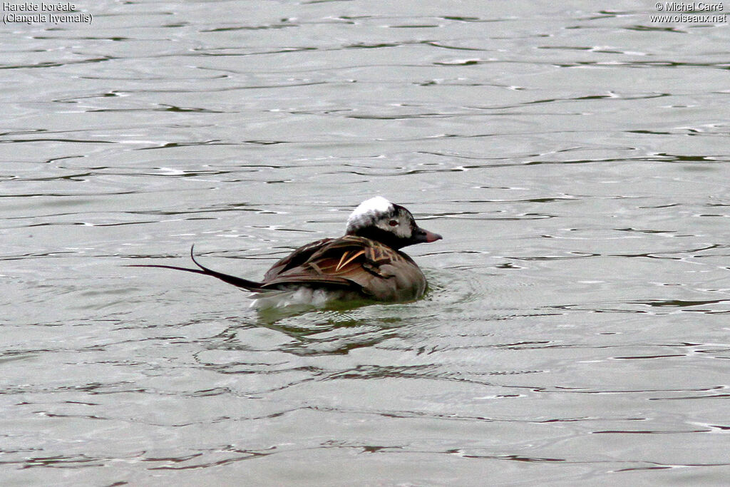 Long-tailed Duck male adult breeding