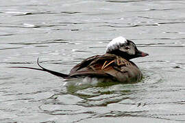 Long-tailed Duck