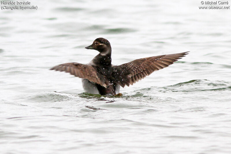 Long-tailed Duck female adult breeding