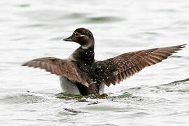 Long-tailed Duck