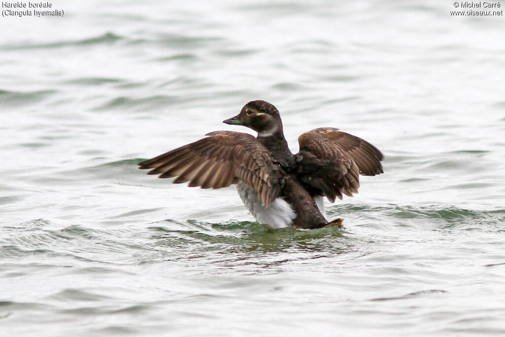 Long-tailed Duck