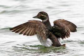 Long-tailed Duck