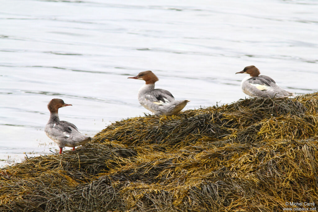 Common Merganser male