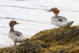 Common Merganser