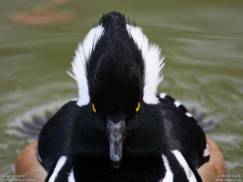 Hooded Merganser male adult