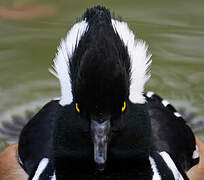 Hooded Merganser