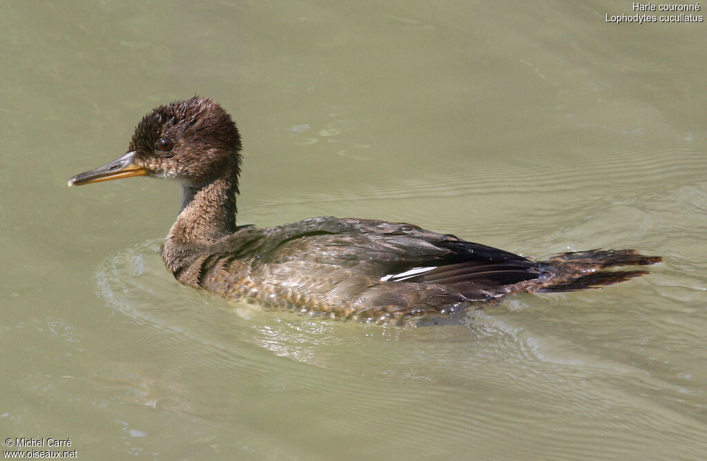 Hooded Merganserjuvenile