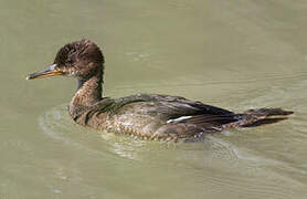 Hooded Merganser