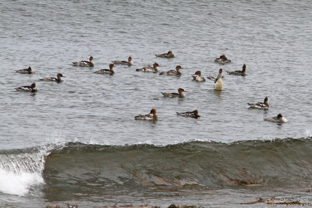 Red-breasted Merganser male