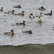 Red-breasted Merganser