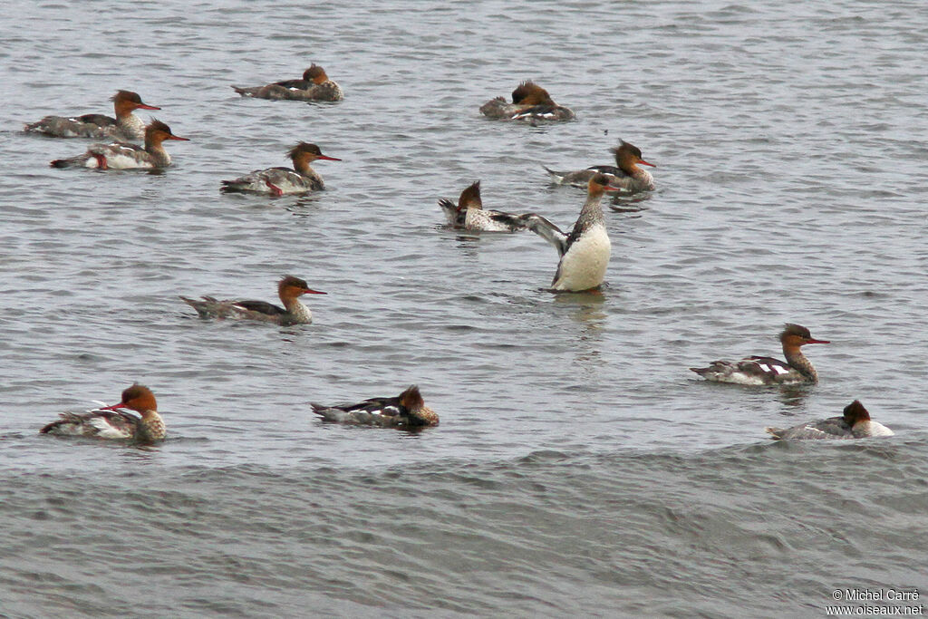 Red-breasted Merganser male