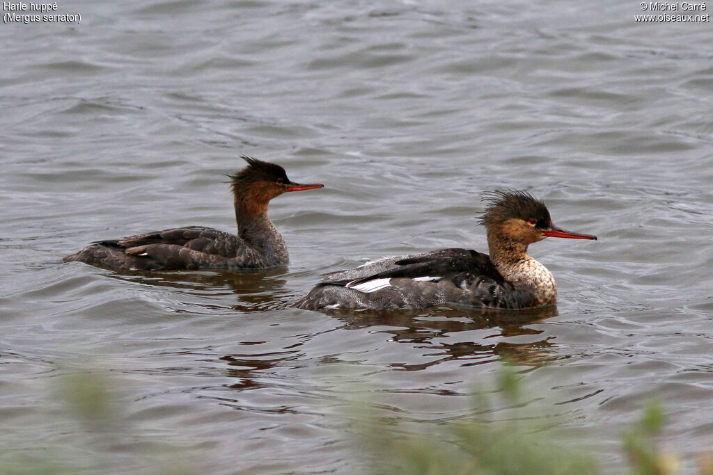 Red-breasted Merganseradult