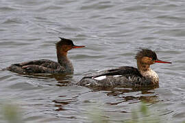 Red-breasted Merganser