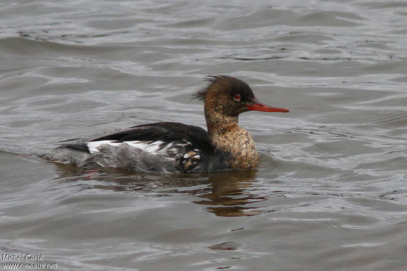 Red-breasted Merganser male adult transition, moulting