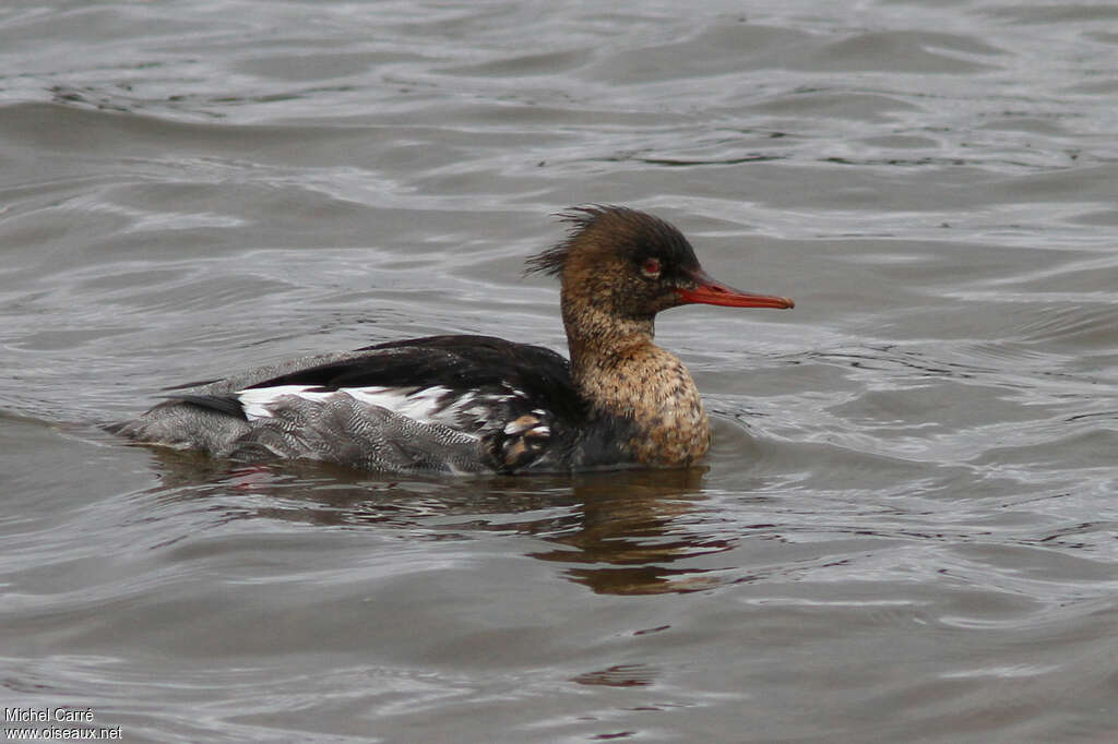 Red-breasted Merganser male adult transition, moulting