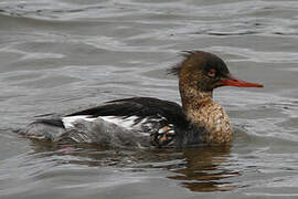 Red-breasted Merganser