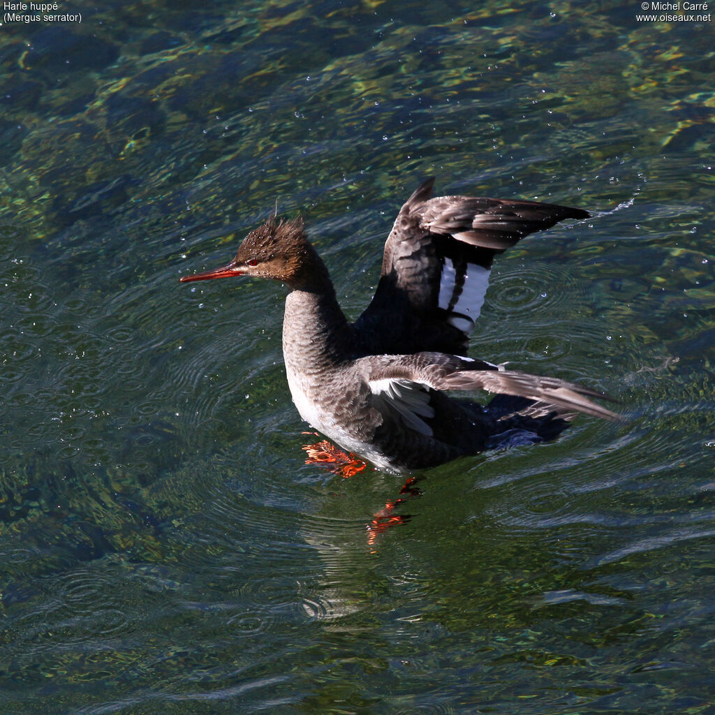 Red-breasted Merganser female