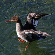 Red-breasted Merganser