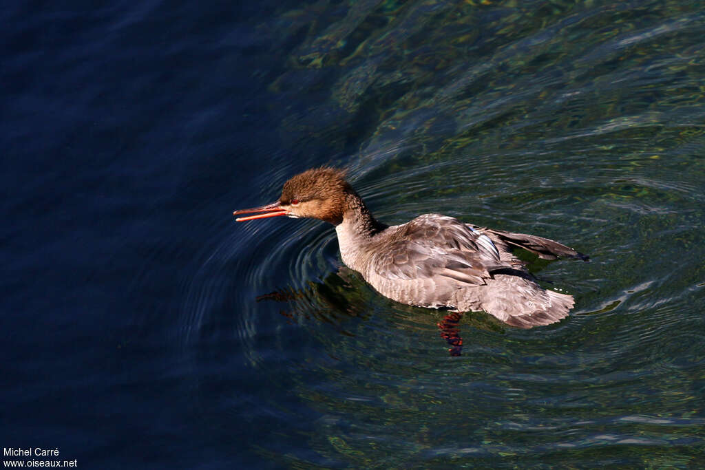 Red-breasted Merganser female adult, swimming