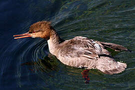 Red-breasted Merganser