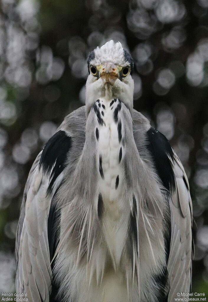 Grey Heronadult