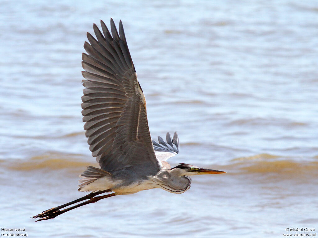 Cocoi Heron