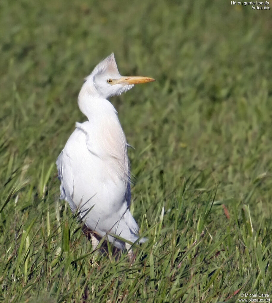 Western Cattle Egretadult breeding