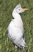 Western Cattle Egret