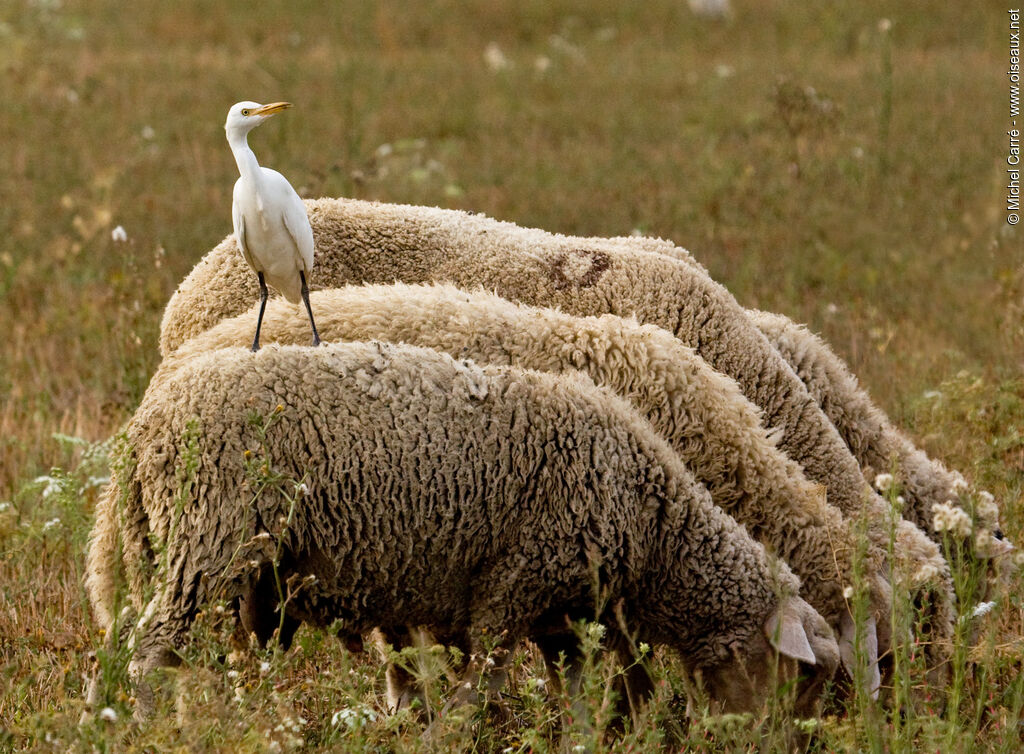 Western Cattle Egretadult post breeding