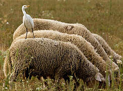 Western Cattle Egret