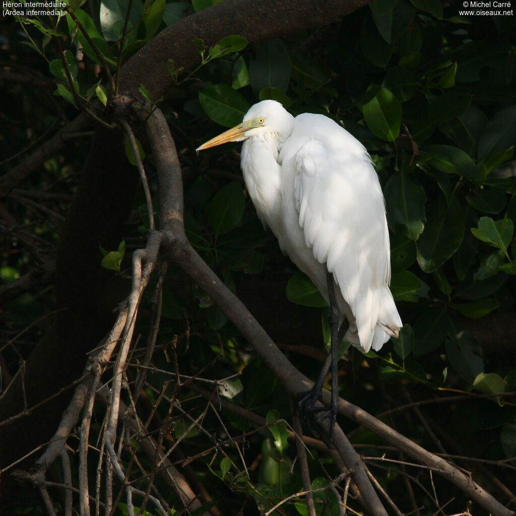 Intermediate Egretadult, identification, close-up portrait