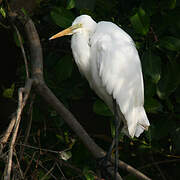 Medium Egret