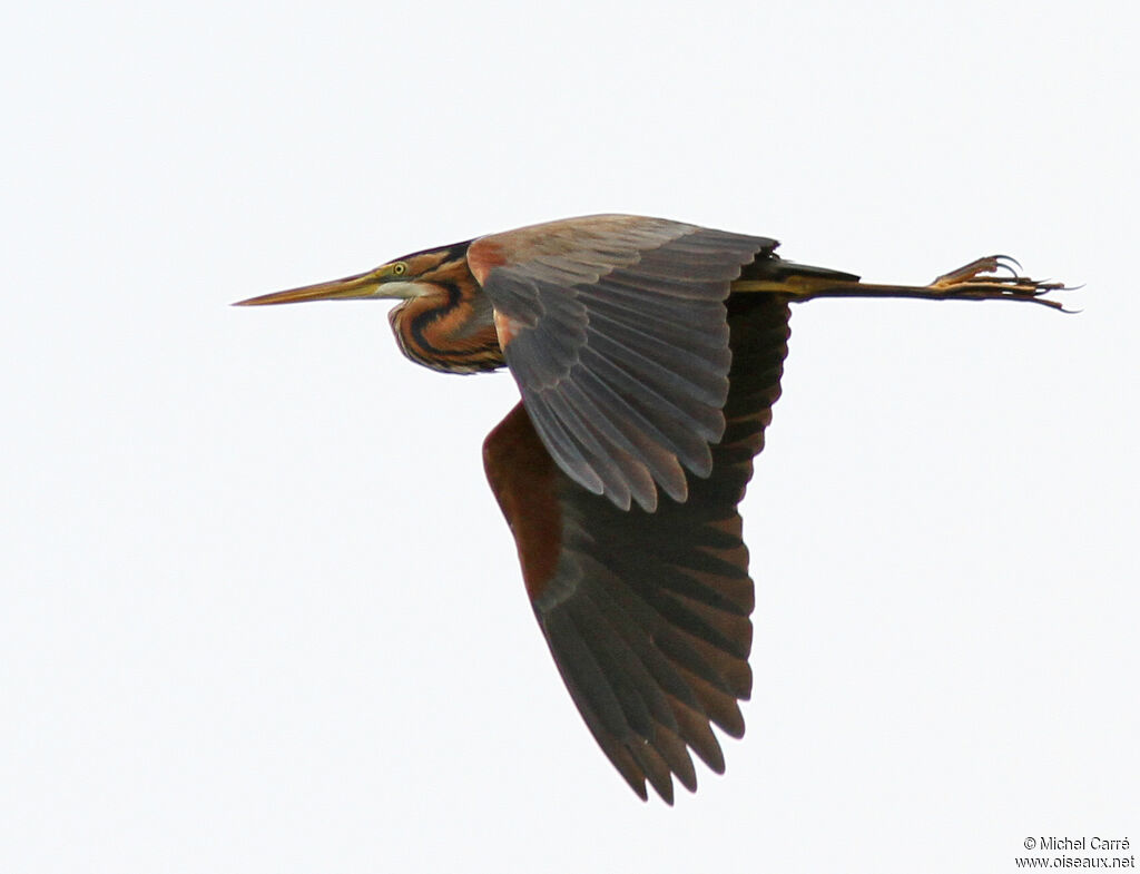 Purple Heronadult, Flight