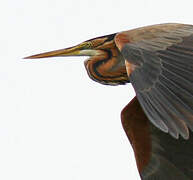 Purple Heron