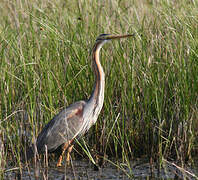 Purple Heron