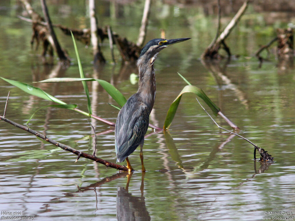 Striated Heron