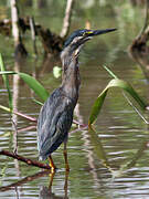 Striated Heron